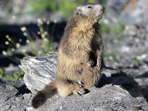 Vignette Marmotte.jpg
